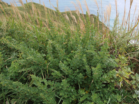 Lespedeza bicolor