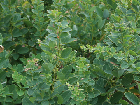 Lespedeza bicolor