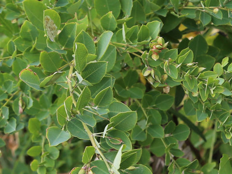 Lespedeza bicolor