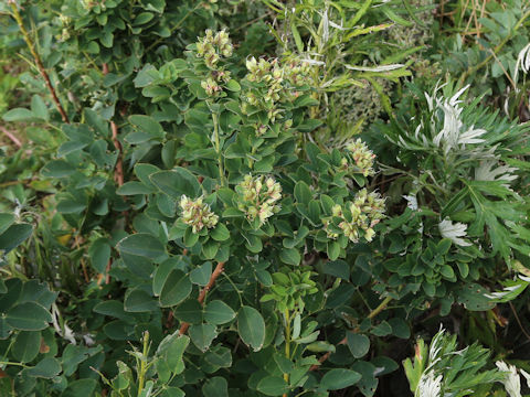 Lespedeza bicolor