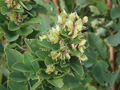 Lespedeza bicolor