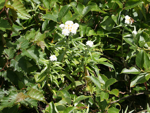 Anaphalis margaritacea var. angustior