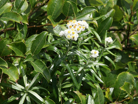 Anaphalis margaritacea var. angustior