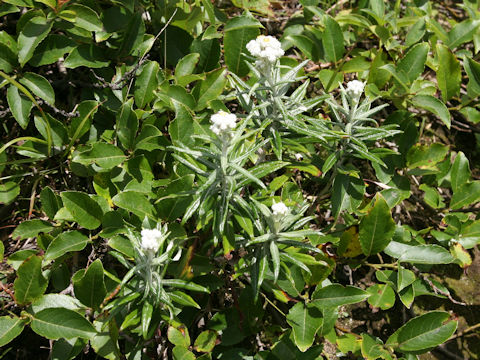 Anaphalis margaritacea var. angustior