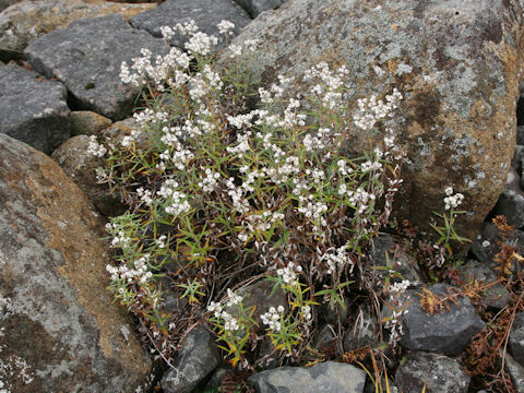 Anaphalis margaritacea var. angustior