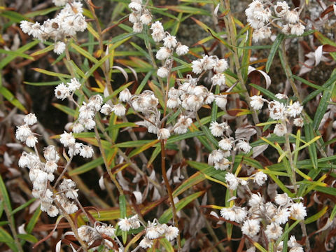 Anaphalis margaritacea var. angustior