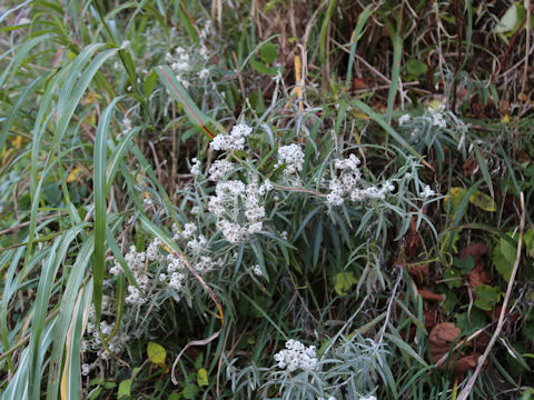 Anaphalis margaritacea var. angustior