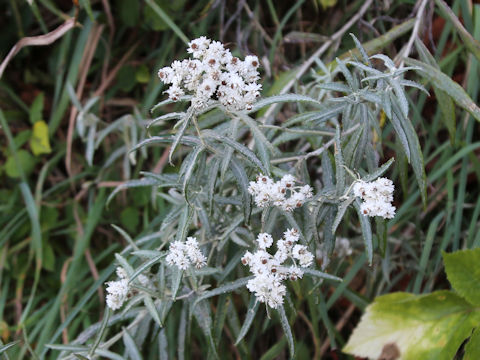 Anaphalis margaritacea var. angustior