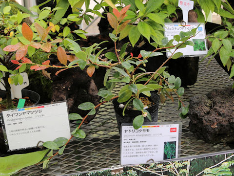 Vaccinium amamianum