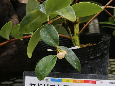 Vaccinium amamianum