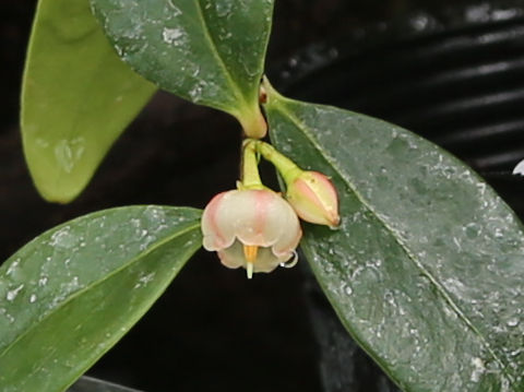 Vaccinium amamianum