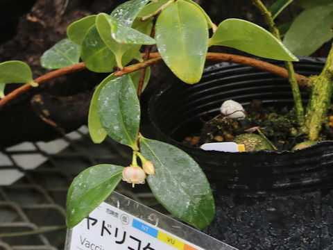 Vaccinium amamianum