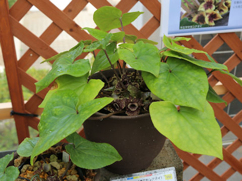 Asarum yakusimensis