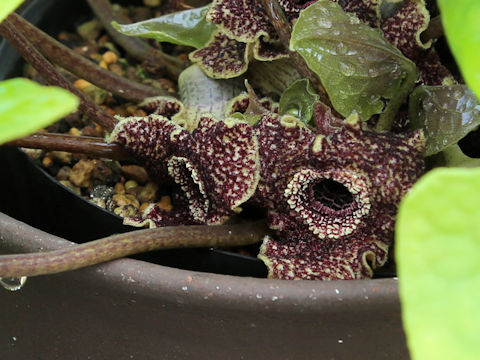 Asarum yakusimensis