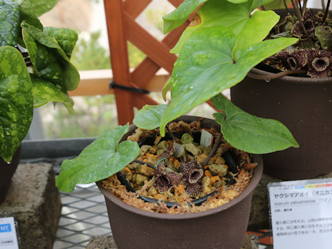 Asarum yakusimensis