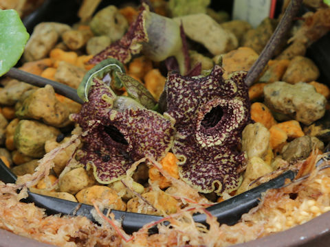 Asarum yakusimensis