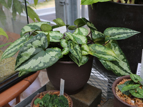 Asarum yakusimensis
