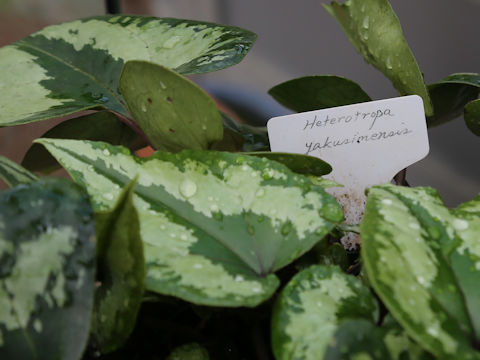 Asarum yakusimensis