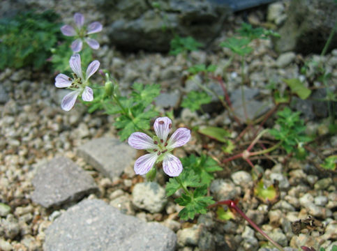 Geranium shikokianum var. yoshiianum
