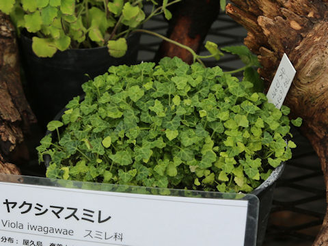 Viola iwagawae