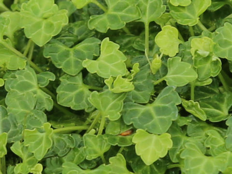 Viola iwagawae