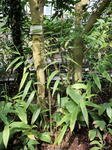 Alpinia oxyphylla