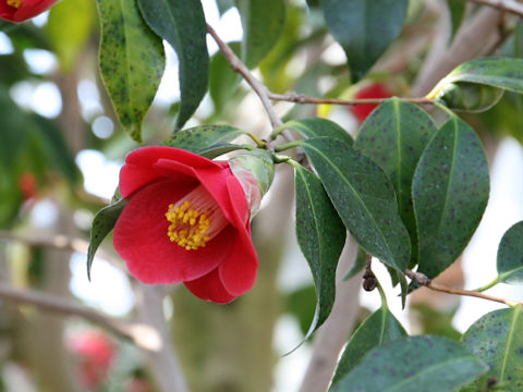 Camellia japonica var. macrocarpa