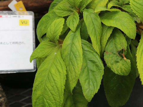 Rhynchotechum discolor