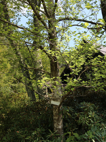 Alnus hirsuta var. sibirica