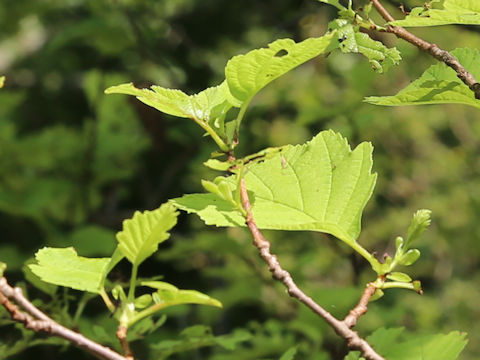 Alnus hirsuta var. sibirica