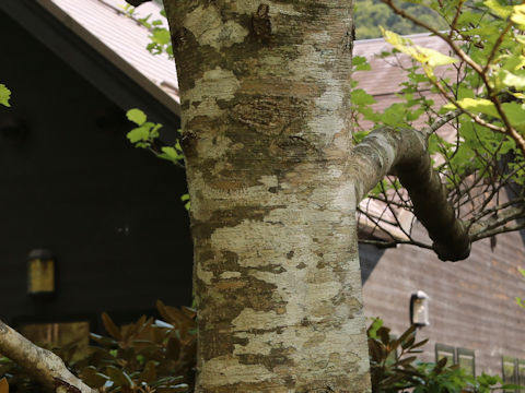 Alnus hirsuta var. sibirica