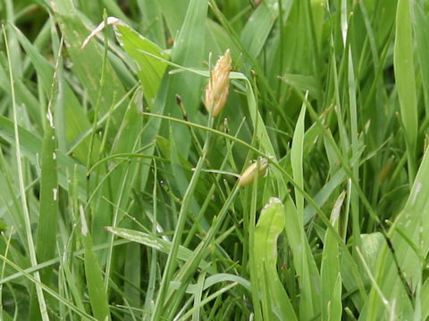 Fimbristylis subbispicata