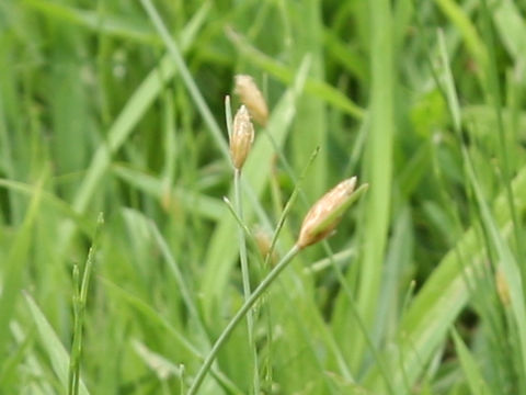 Fimbristylis subbispicata