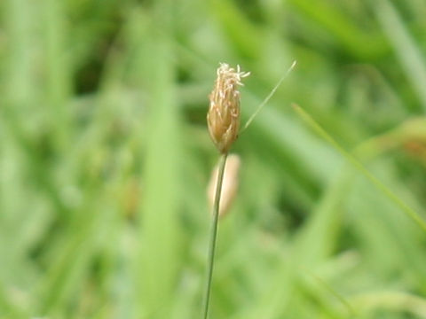 Fimbristylis subbispicata