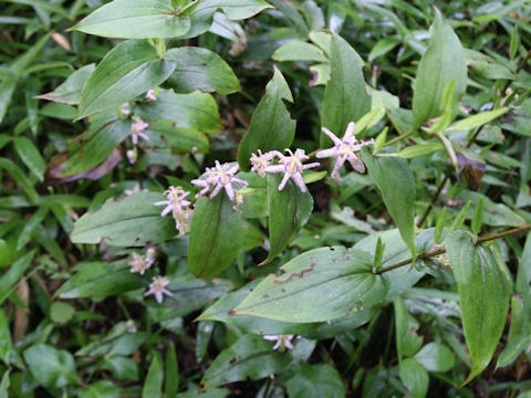 Tricyrtis affinis