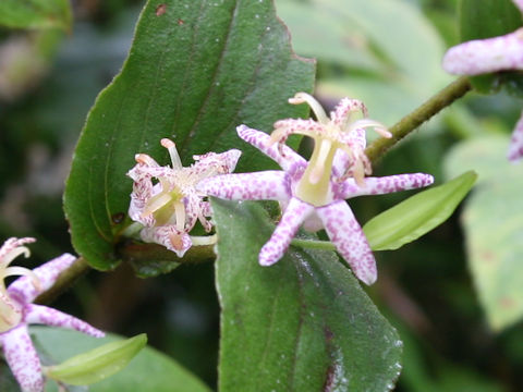Tricyrtis affinis