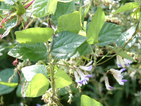 Amphicarpaea bractaeta ssp. edgeworthii var. japonica