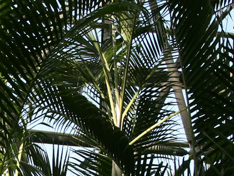 Dypsis lutescens