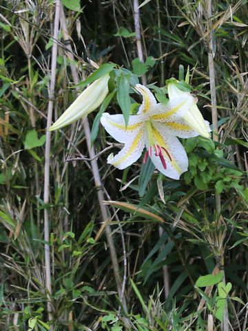 Lilium auratum