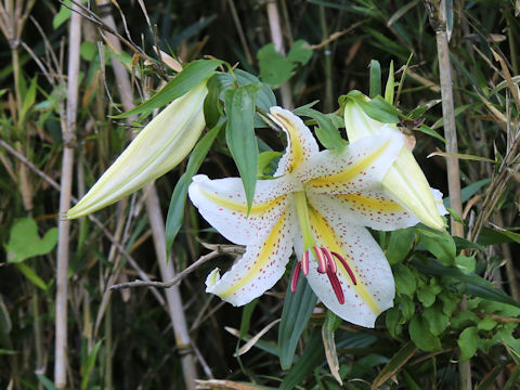 Lilium auratum