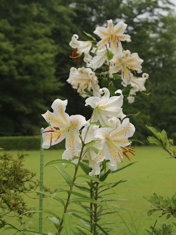 Lilium auratum