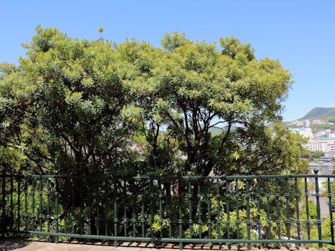 Myrica rubra