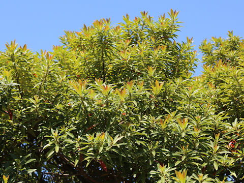 Myrica rubra