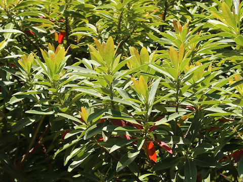 Myrica rubra