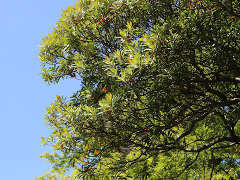 Myrica rubra