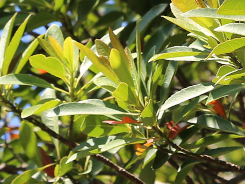 Myrica rubra