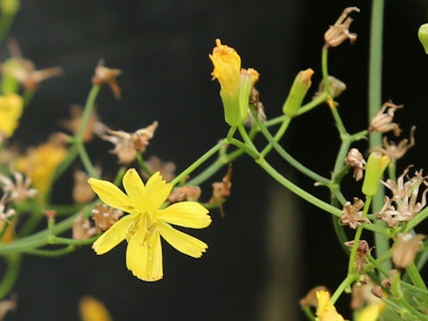 Ixeris laevigata