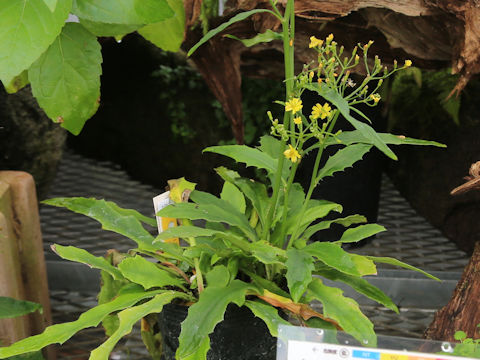 Ixeris laevigata
