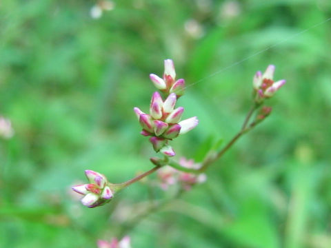 Persicaria nipponensis