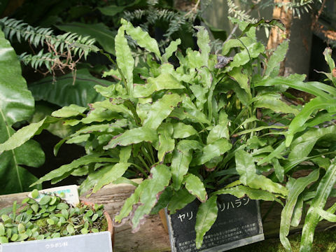 Colysis wrightii